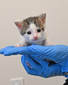 new born kitten in san diego