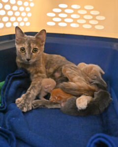 rescued kitten and her newborn kittens