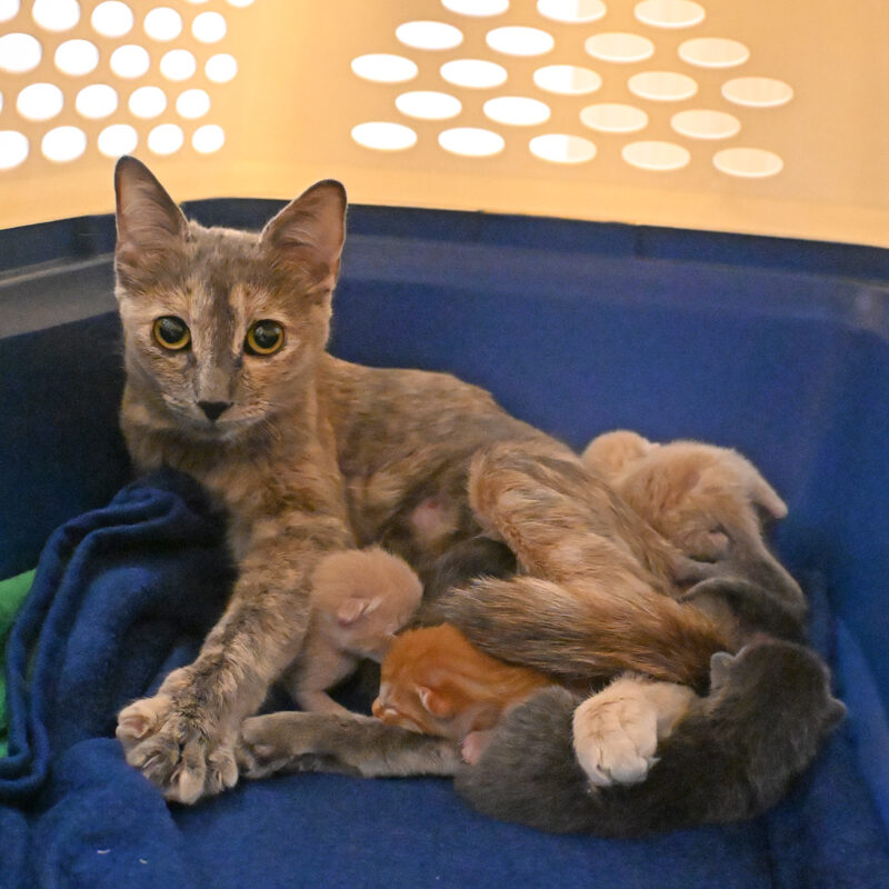 rescued kitten and her newborn kittens