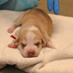 Newborn white and orange puppy