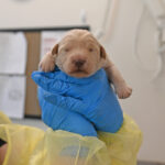 new born puppy in San Diego