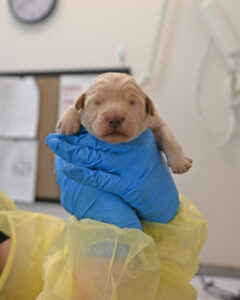 new born puppy in San Diego