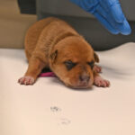 Newborn tan puppy