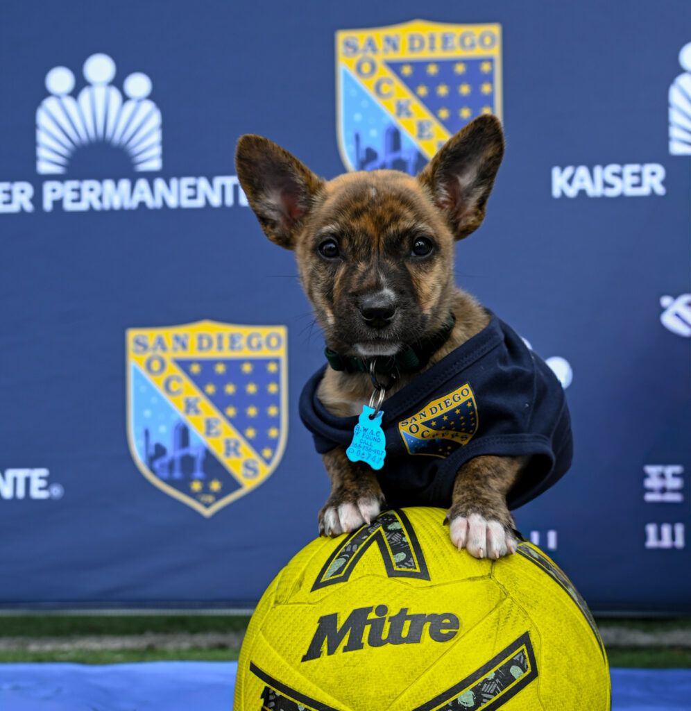 Wombat Sockers Dog