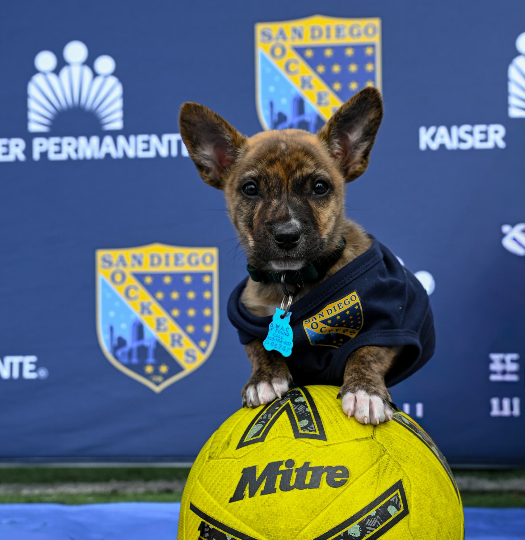 Wombat Sockers Dog