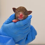 new born puppy san diego