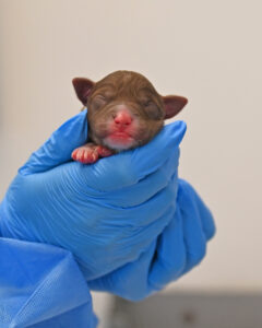 new born puppy san diego