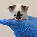 new born kitten in San Diego