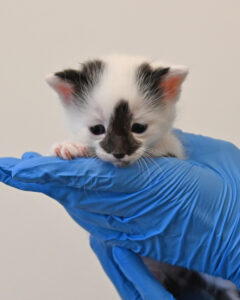 new born kitten in San Diego