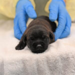 new born puppy in San Diego