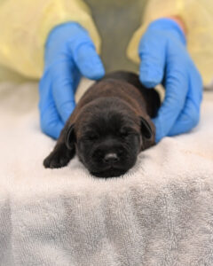 new born puppy in San Diego