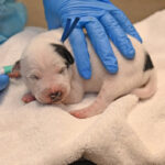Newborn white puppy