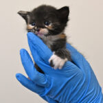 new born kitten in San Diego