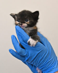 new born kitten in San Diego