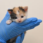 new born kitten in San Diego