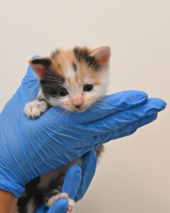 new born kitten in San Diego