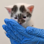 new born kitten in San Diego