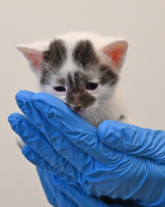new born kitten in San Diego