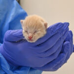 Kitten being held