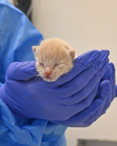 Kitten being held