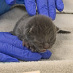 Newborn grey puppy