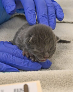 Newborn grey puppy
