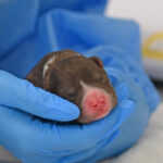 new born puppy san diego