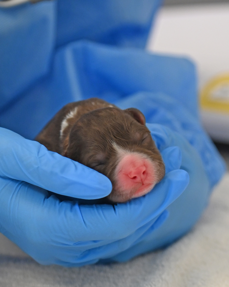 Newborn brown puppy