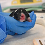 new born puppy san diego