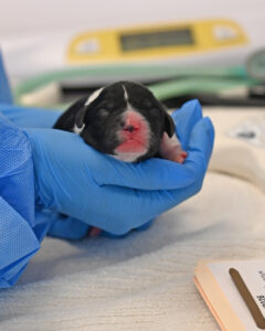 new born puppy san diego