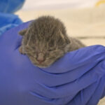Newborn grey kitten with eyes closed being held by a pair of hands using blue gloves.