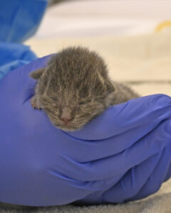 Newborn grey kitten with eyes closed being held by a pair of hands using blue gloves.
