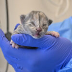 Newborn kitten with eyes closed.