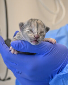 Newborn kitten with eyes closed.