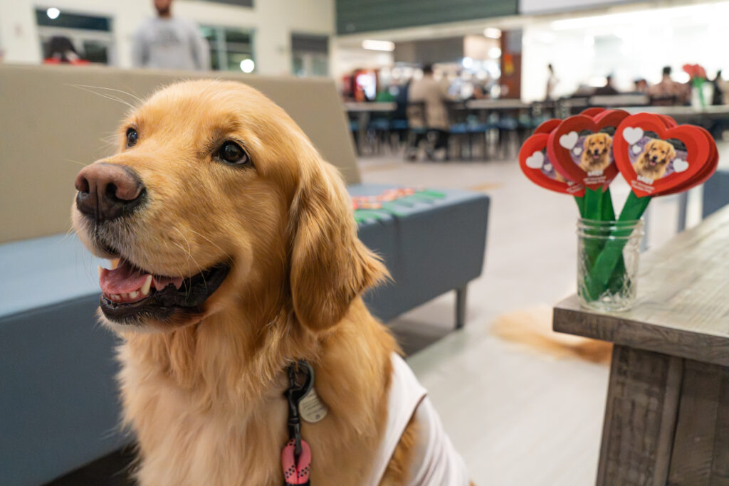 Golden retriever smiling with mouth open