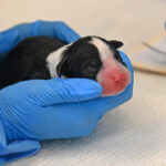 new born puppy in san diego