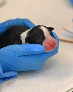 new born puppy in san diego