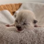 new born kitten in San Diego