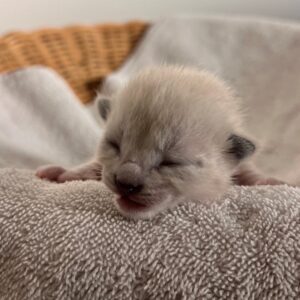 new born kitten in San Diego