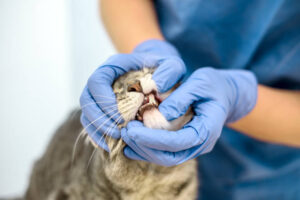 Pet Dental Health in San Diego