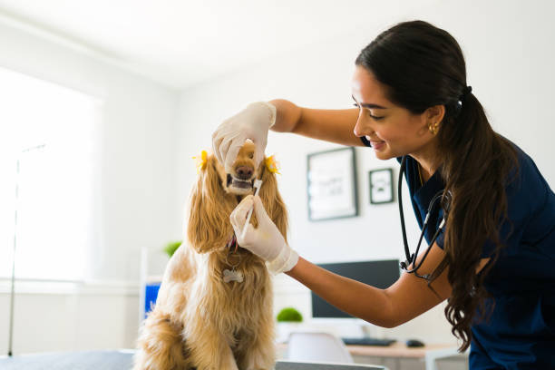 Pet Dental Health in San Diego