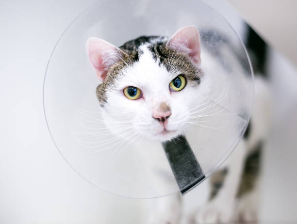 Spay and Neuter Awareness Month in San Diego