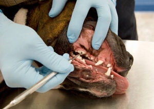 Pet Dental Health in San Diego