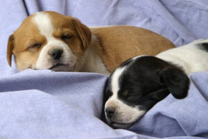 Spay and Neuter Awareness Month in San Diego 