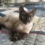 mom Siamese cat in San Diego