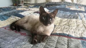 mom Siamese cat in San Diego