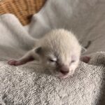 new born white kitten in San Diego