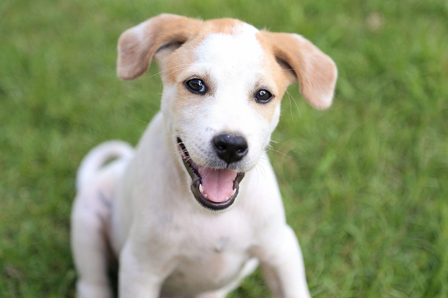 Dog Friendly Breweries in San Diego