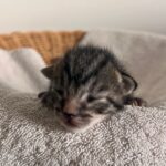 new born kitten in San Diego