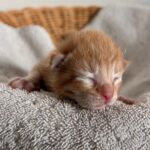 new born orange kitten in San Diego